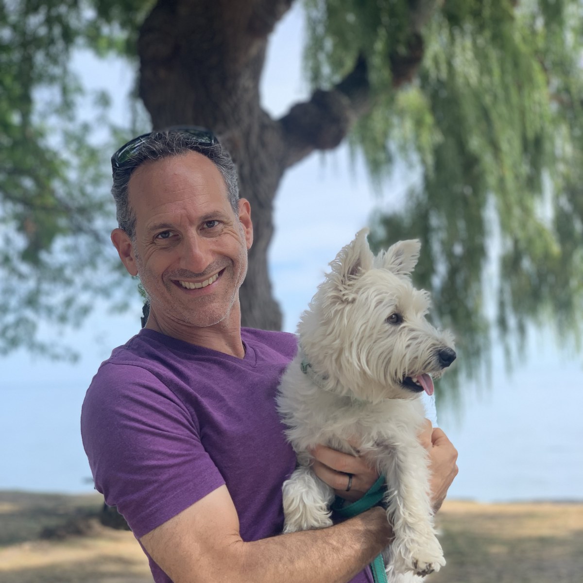 Westie in Oakville, Canada
