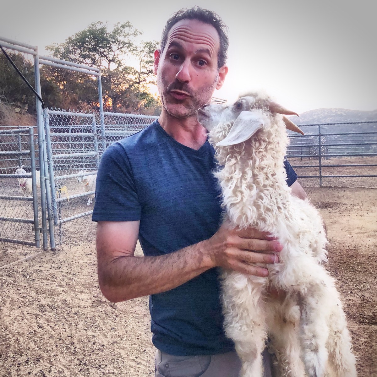 Angora goats in Escondido, California