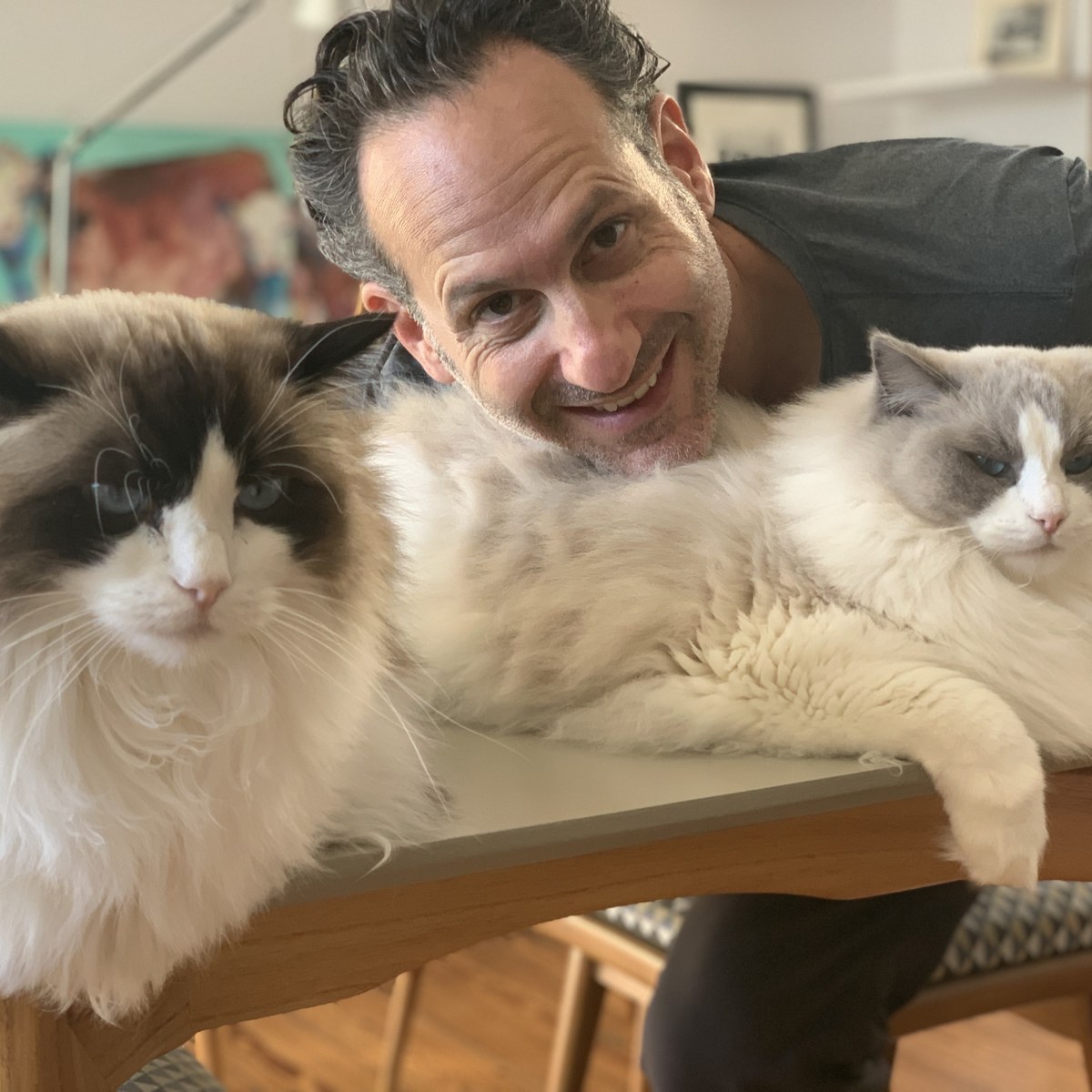 Ragdoll cats in Buenos Aires, Argentina