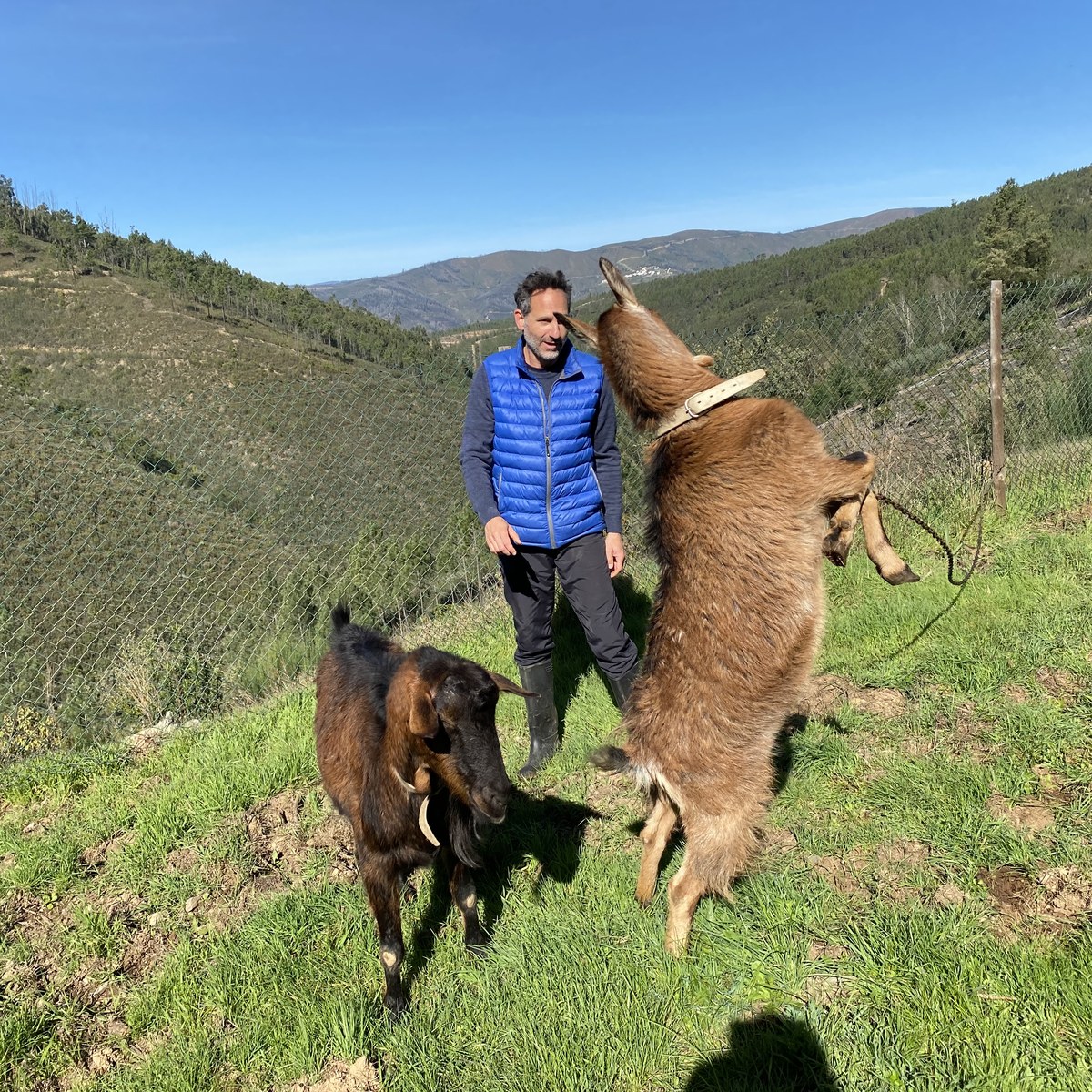 Goats in Amieira, Portugal