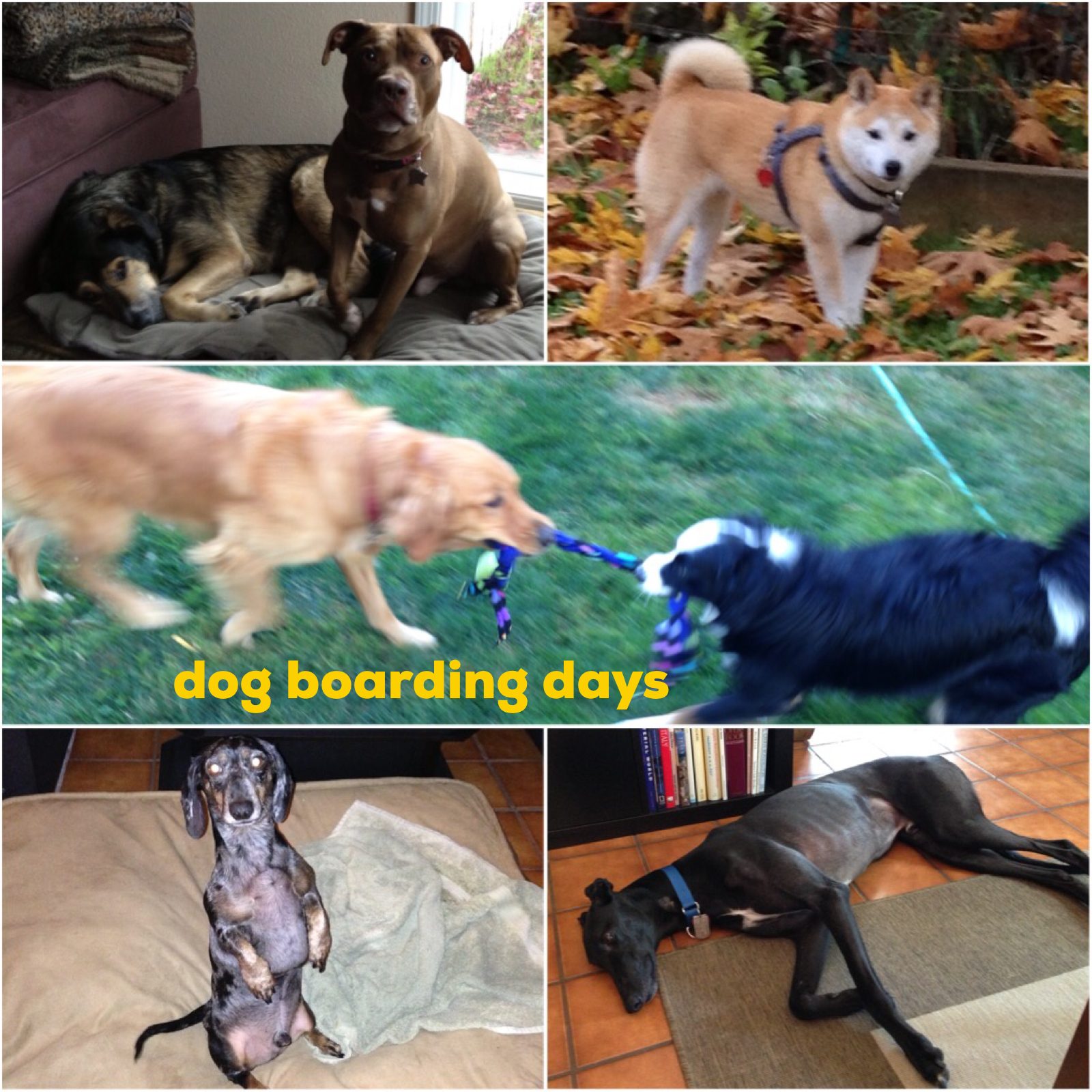 Collage of dog boarding days in Oregon