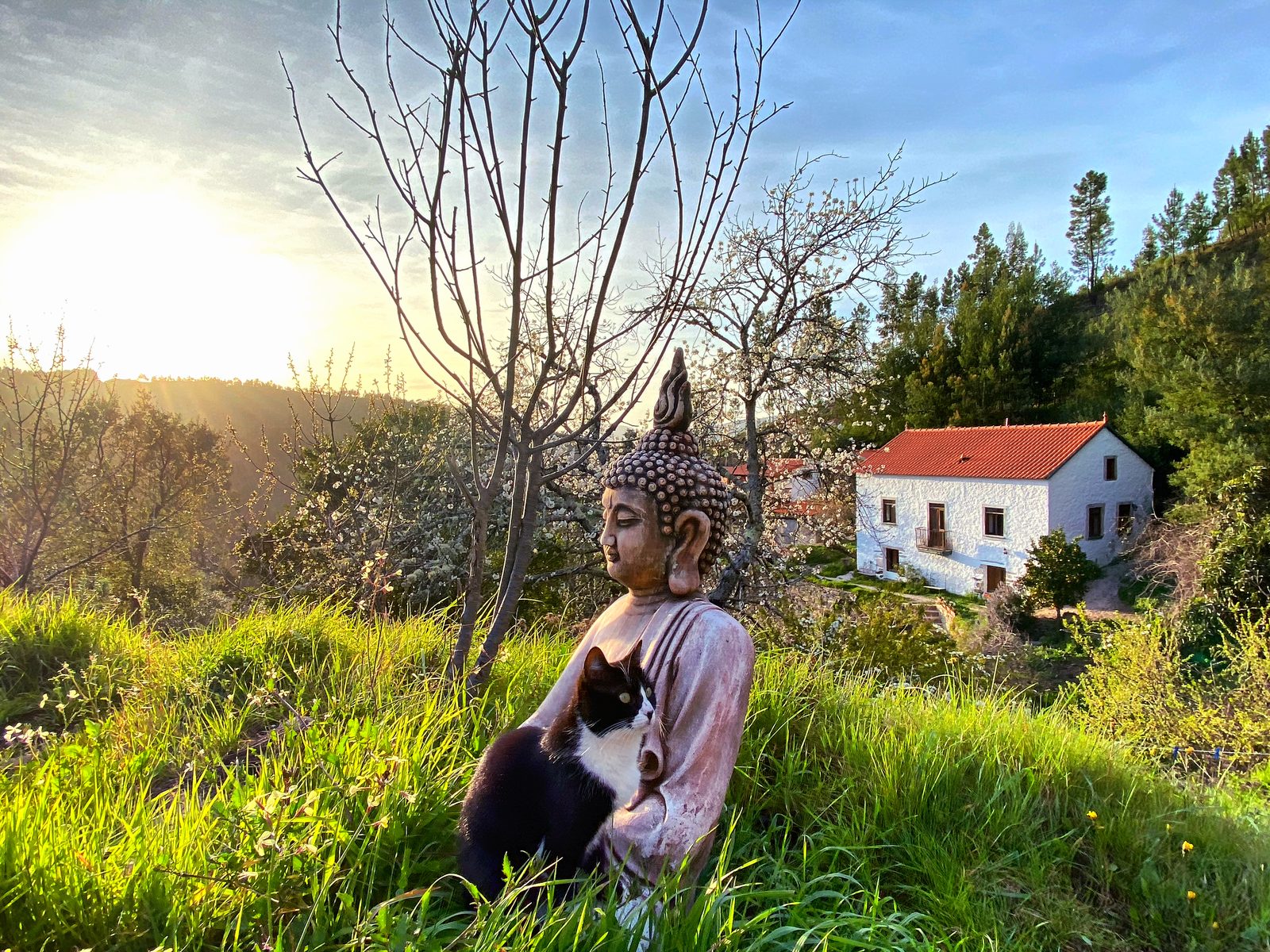 A cat resting against a Buddha statue in a Portuguese garden