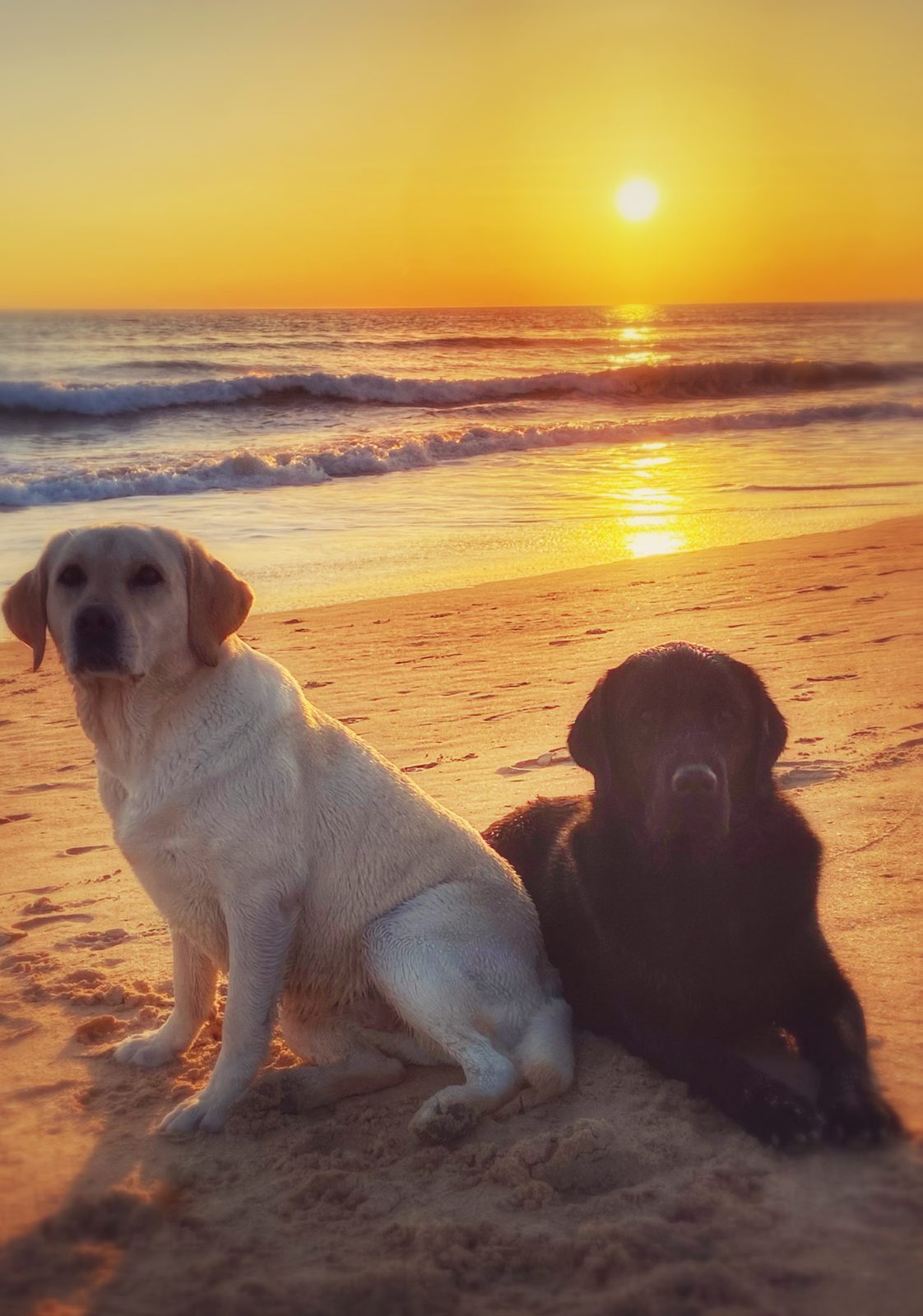 A yellow and a black Labrador on the beach at sunset in Faro