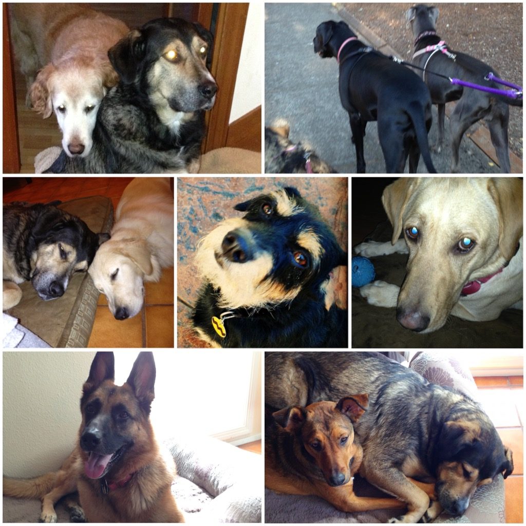 Collage of boarding dogs with Lucca in Oregon