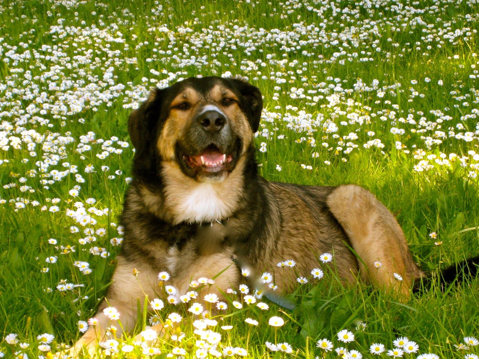 Lucca, a shepherd mix, lying in a field of daisies