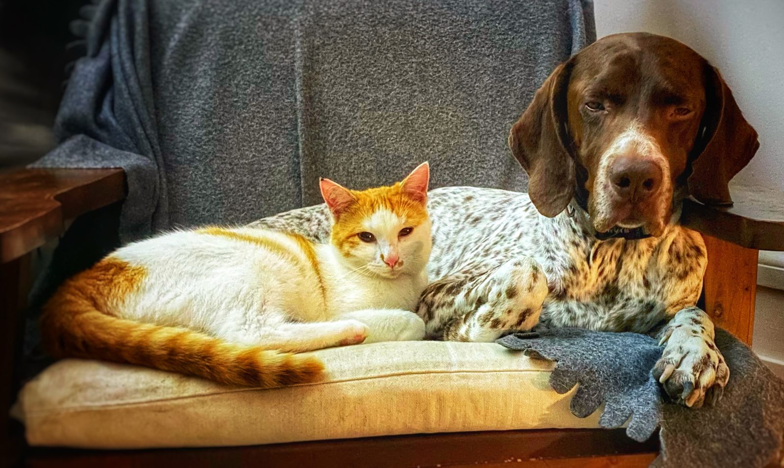 Plume the cat and Jazz the dog curled up together in Lyon
