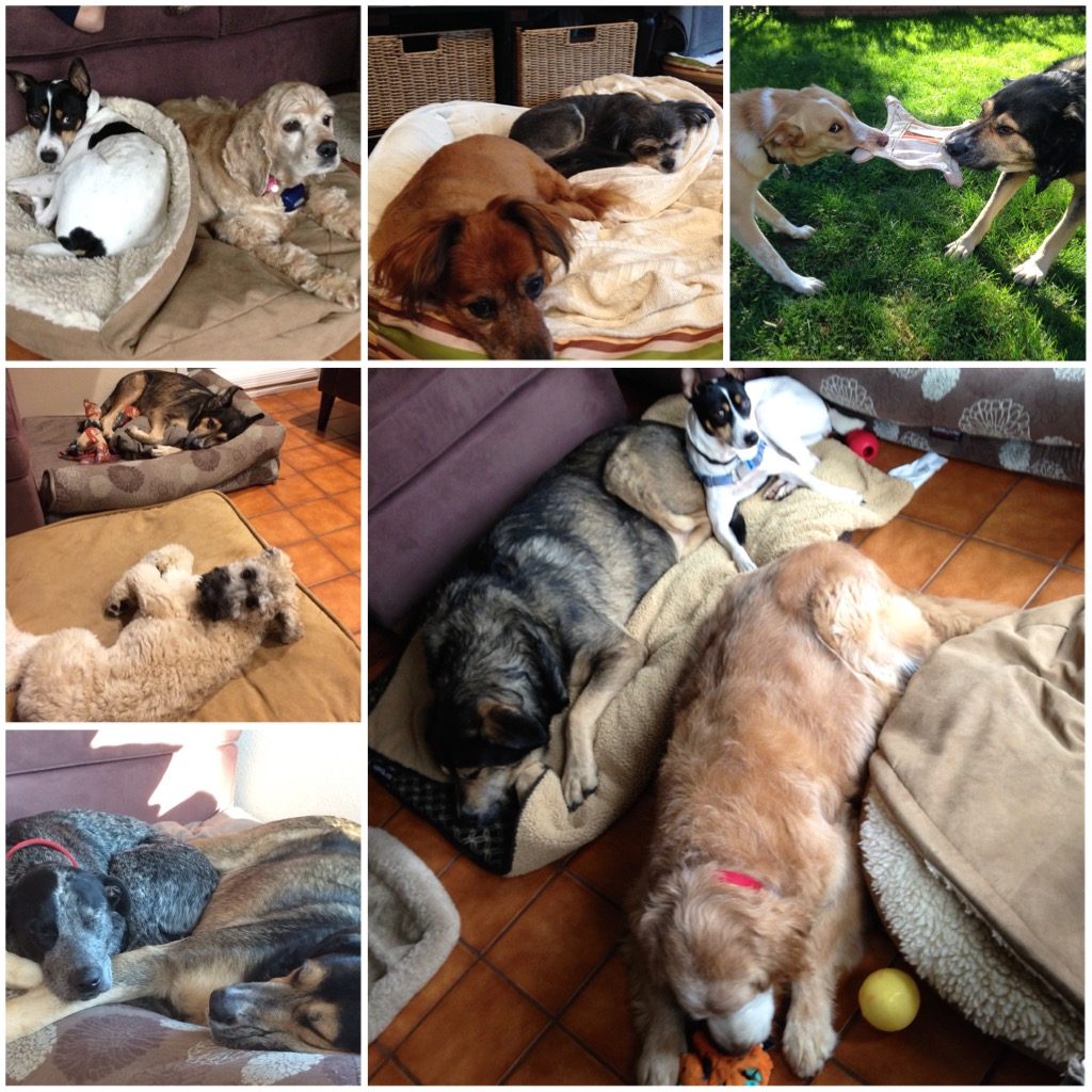 Collage of boarding dogs napping in Oregon
